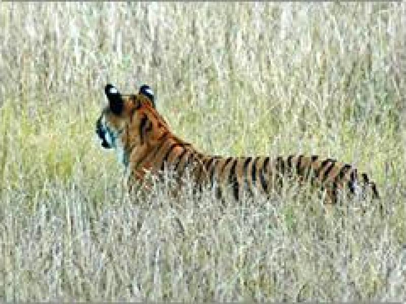 Corbett
