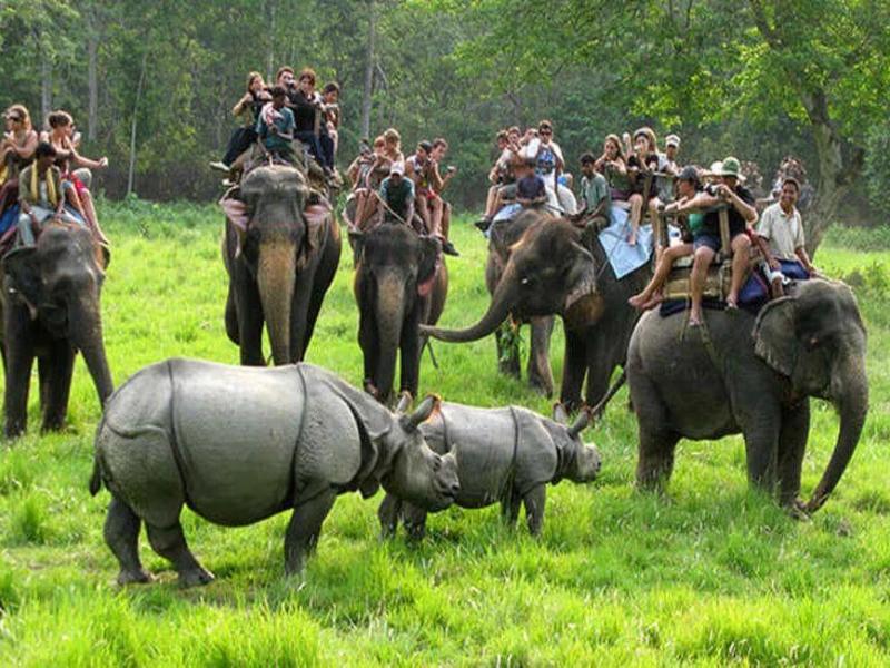 Jungle Safari