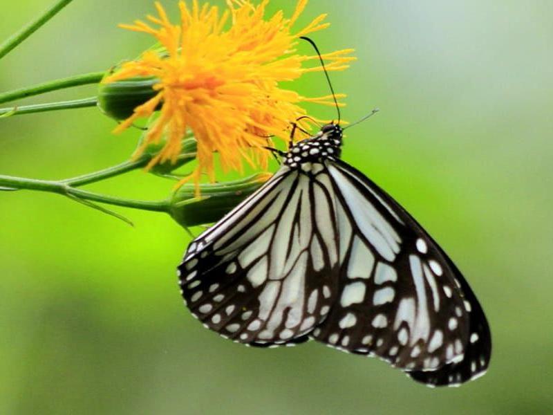 Nature Nepal