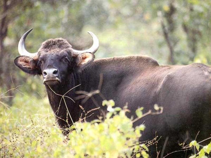 Parsa Wildlife Reserve